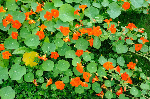 Trailing garden nasturtium, Tropaeolum majus. Red flowers and green leaves. Trailing garden nasturtium, Tropaeolum majus. Red flowers and green leaves. nasturtium stock pictures, royalty-free photos & images