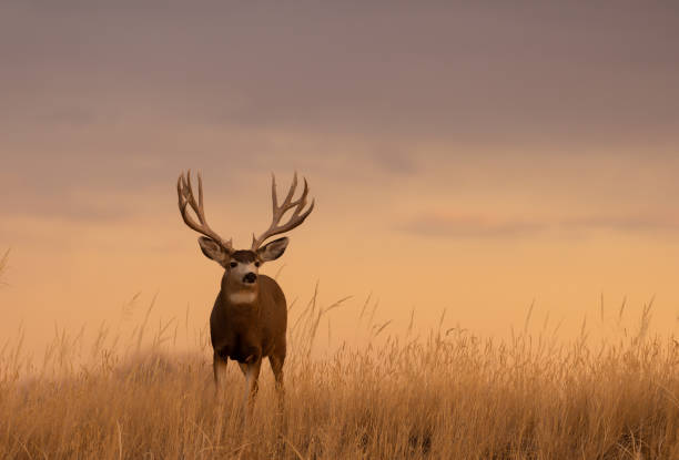 istock Mule Deer Buck in an Autumn Sunset 1379412633