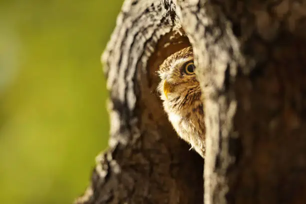 Portrait of Little Owl, Athene noctua, in the nesting tree hole in the forest, central Europe. Portrait of bird in the nature habitat. Wildlife scene from oak forest