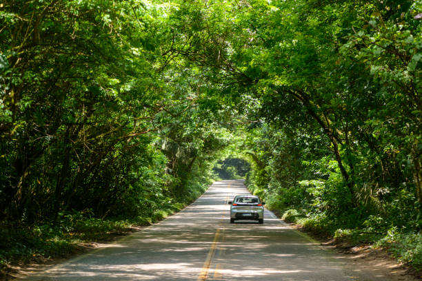 Asphalted road through the forest, forming a tunnel of trees in Pernambuco, Brazil.