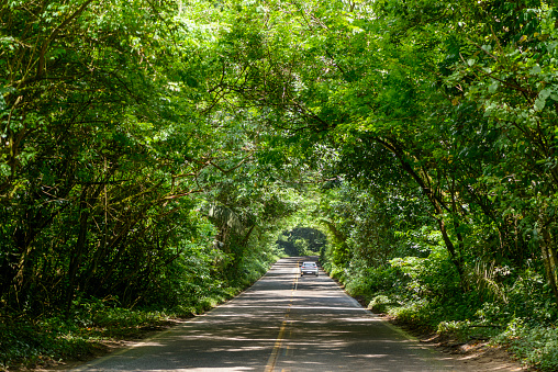Asphalted road through the forest, forming a tunnel of trees in Pernambuco, Brazil.