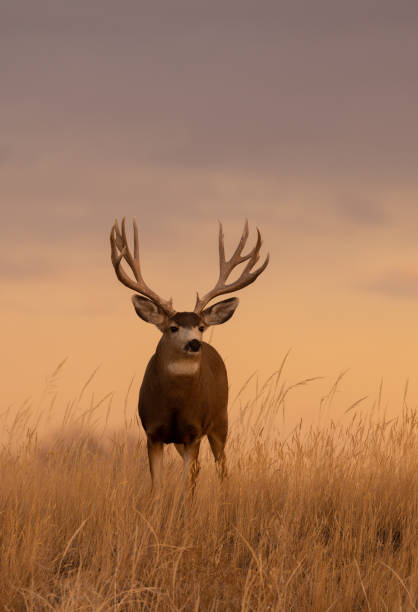 maultierhirschbock in einem herbstsonnenuntergang - mule deer stock-fotos und bilder