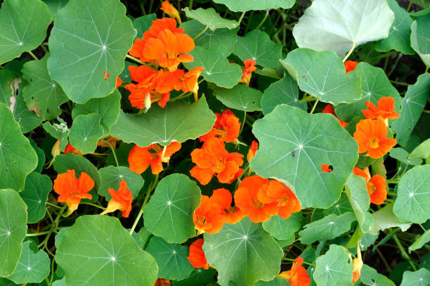 Trailing garden nasturtium, Tropaeolum majus. Red flowers and green leaves. Trailing garden nasturtium, Tropaeolum majus. Red flowers and green leaves. nasturtium stock pictures, royalty-free photos & images