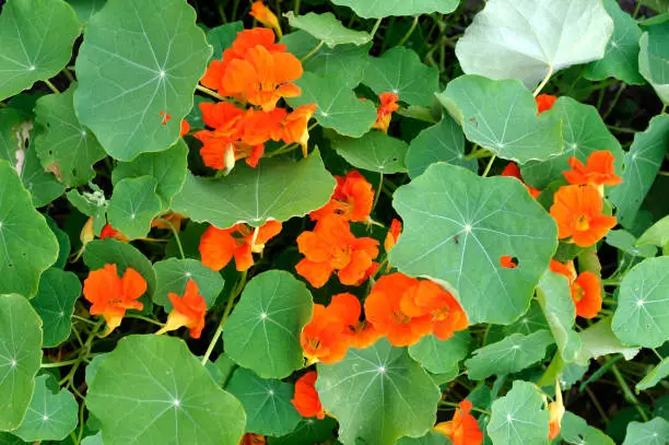 Photo of Trailing garden nasturtium, Tropaeolum majus. Red flowers and green leaves.