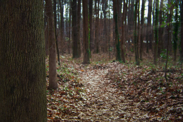 лиственная лесная тропа - woodland trail woods forest footpath стоковые фото и изображения