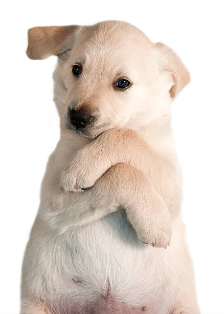 istock Dog - Golden Retriever Puppy 137941899