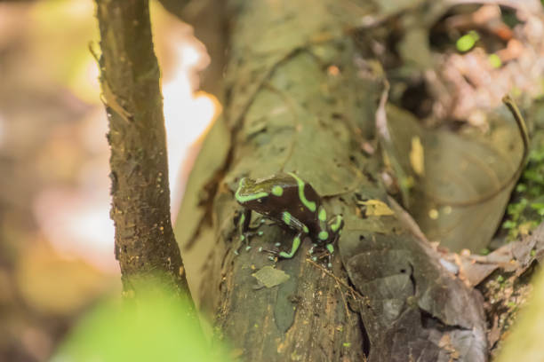 Green-and-black poison dart frog in Costa Rica. Green-and-black poison frog with typically mint-green coloration in Costa Rica. dendrobatidae stock pictures, royalty-free photos & images