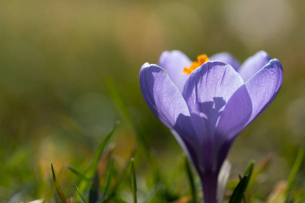 istock Purple flowering crocus with yellow pistils, growing on a meadow in spring with backlight and under the sun. 1379428336