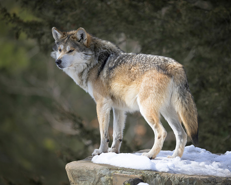 Mexican gray wolf (Canis lupus baileyi) standing on snowy ledge in forest