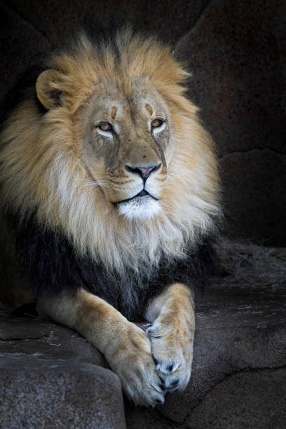 istock Male African lion close up 1379429474