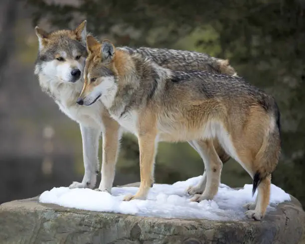 Mexican gray wolves (Canis lupus baileyi) cuddling and standing in snow