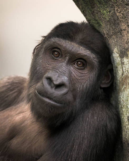 istock Young Western lowland gorilla portrait 1379429994