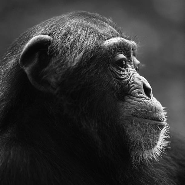 Chimpanzee profile portrait stock photo