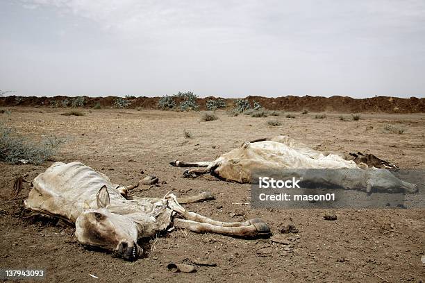 Las Vacas Muertas En La Ruta Foto de stock y más banco de imágenes de Aire libre - Aire libre, Animal, Animal muerto
