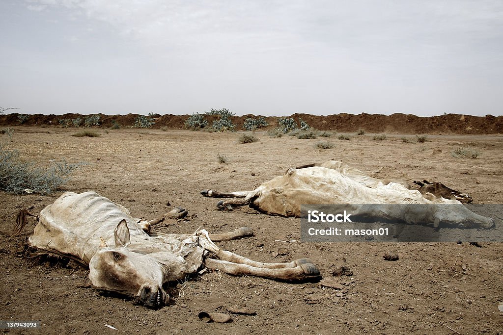 Martwe krów przez road - Zbiór zdjęć royalty-free (Afryka)