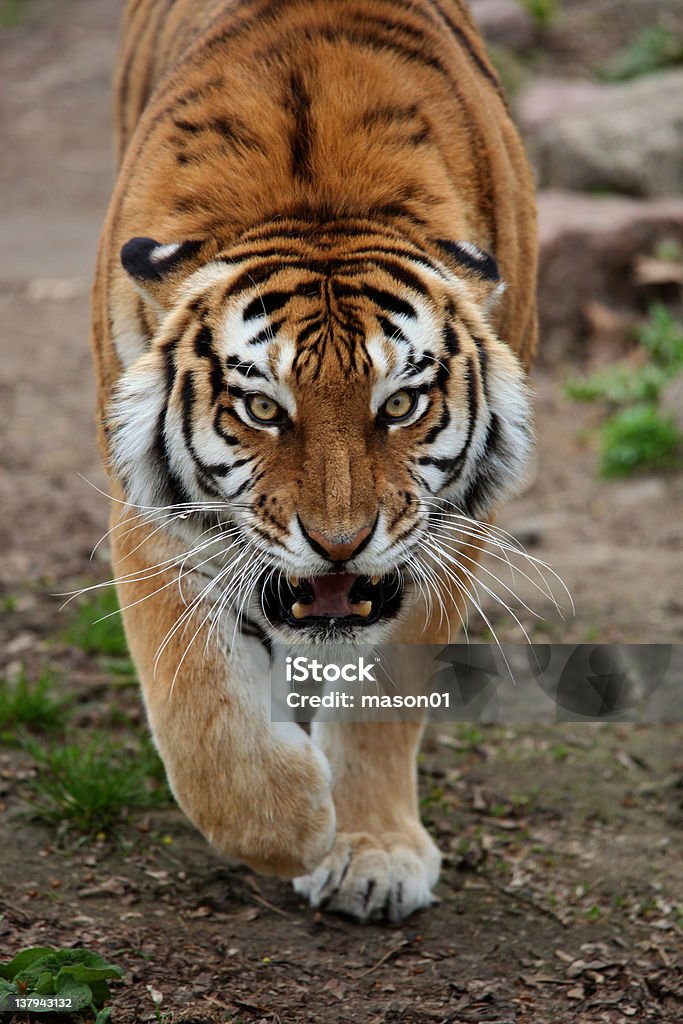 Злая тигр возвращается - Стоковые фото Вертикальный роялти-фри