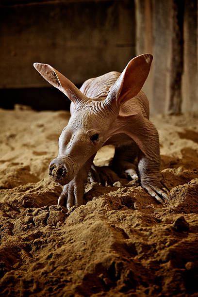 Aardvark Baby stock photo