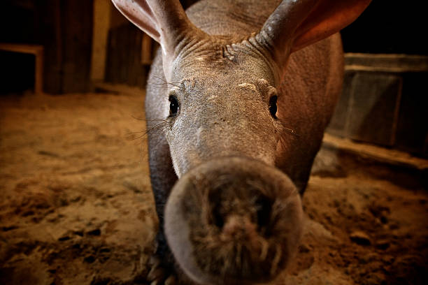 Close-up of aardvark in barn with nose near the camera stock photo