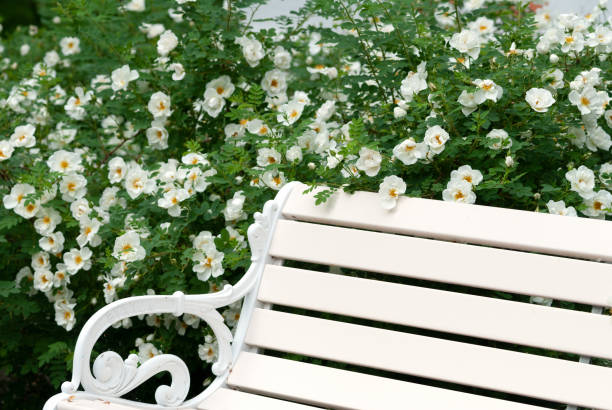 White burnet rose, Rosa pimpinellifolia in full bloom next to decorative wrought iron garden bench. stock photo