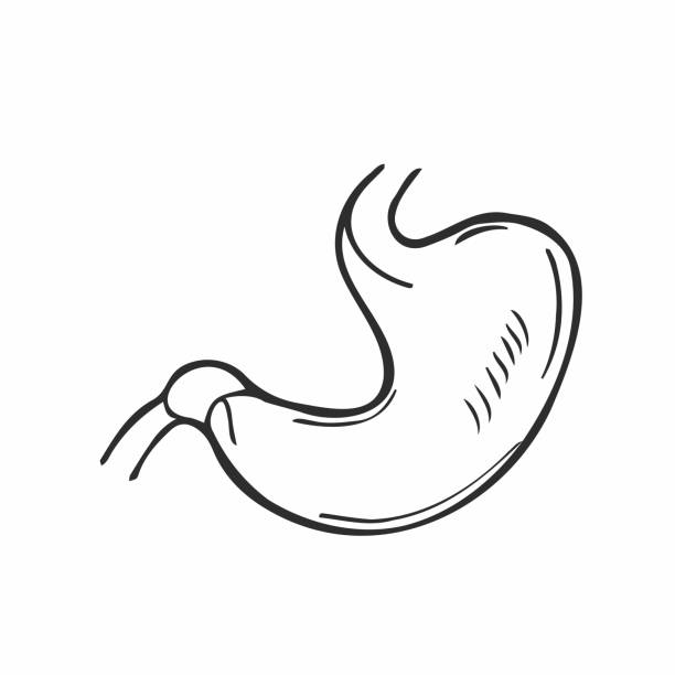 doodle trawienie żołądka ręcznie rysowana ikona konturu. rysunek wektorowy rysunku przewodu pokarmowego i systemu enzymatycznego do druku, internetu, telefonu komórkowego i infografiki wyizolowane na białym tle. - enzyme science white background isolated on white stock illustrations