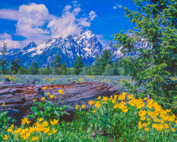 istock Springtime wildflowers in the Rocky Mountains, WY 1379456759