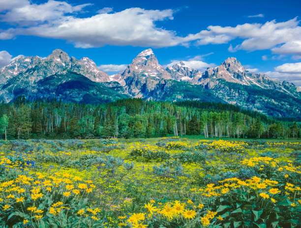 istock Springtime wildflowers in the Rocky Mountains, WY 1379457277