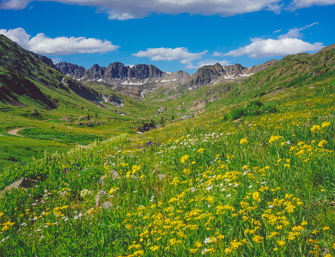 Alpine meadow with spring wildflowers in The Rocky Mountains near Ouray Colorado