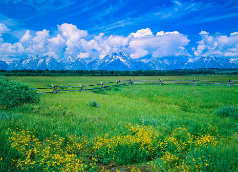 A summer morning view of the scenic farmland at the old John Moulton barn in the historic Mormon Row district of the Grand Teton National Park in Wyoming