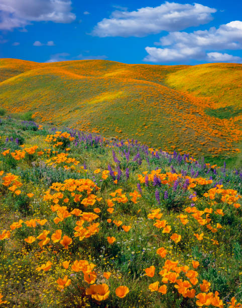 Wildflower in the foothills of California Hilltop covered with a super bloom of poppies along the San Andreas Fault, CA california golden poppy stock pictures, royalty-free photos & images