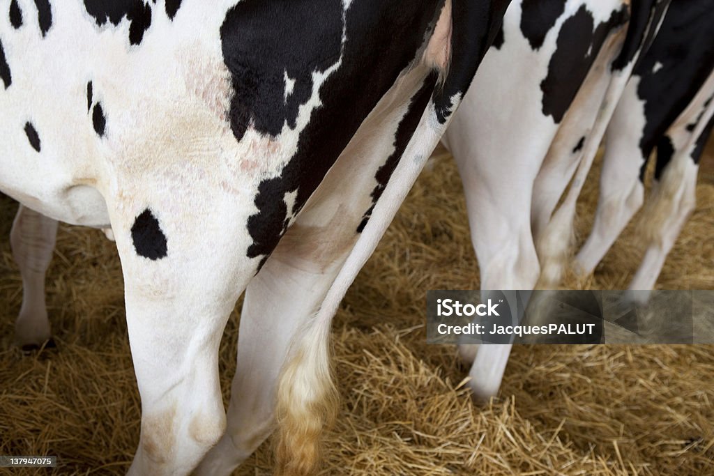 Cows Cows in a barn Animal Stock Photo