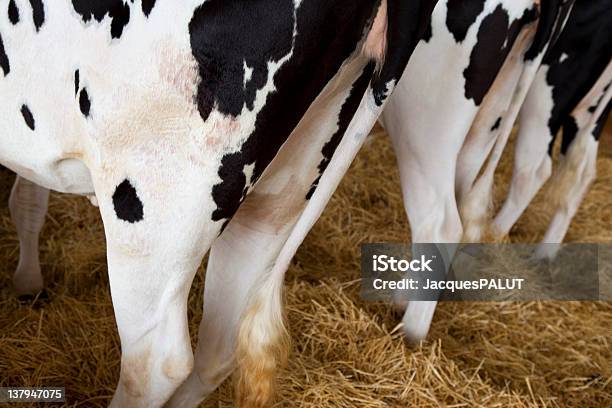 Cows Stock Photo - Download Image Now - Animal, Blob, Cow