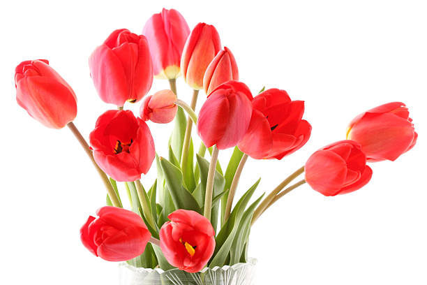istock Bouquet of red tulips 137947146