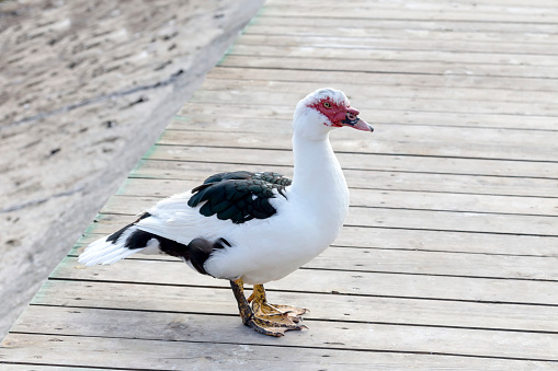 Domestic bird. Muscovy duck close-up stands on the shore of the lake