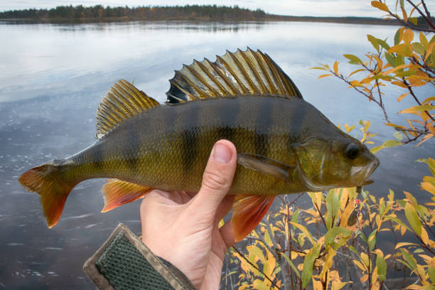 Good fishing on Northern rivers, caught perch. Big perch fish in hands, catch of fisherman, fishing fall, in autumn fishing. Bass on background of yellow trees and lake. Men's autumn leisure