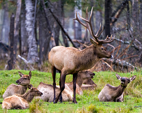 Elk male protecting its herd female cows in their environment and habitat surrounding with a forest blur background. Red Deer Photo. Displaying antlers.