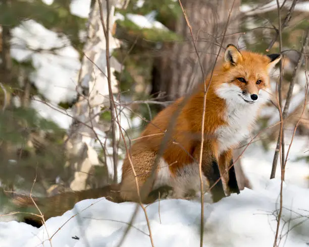 Red fox sitting in the winter season in its environment and habitat with forest background displaying bushy fox tail, fur. Fox Image. Picture. Portrait. Fox Stock Photos.