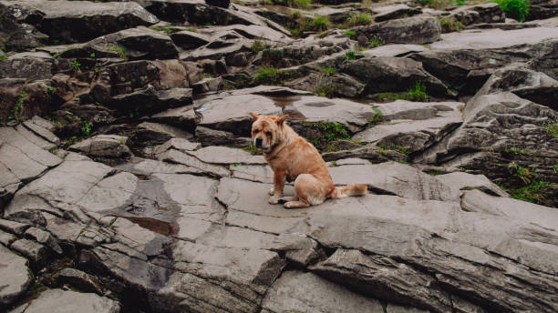 istock Abandoned dog sits sad on the rocks in the mountains. 1379514543