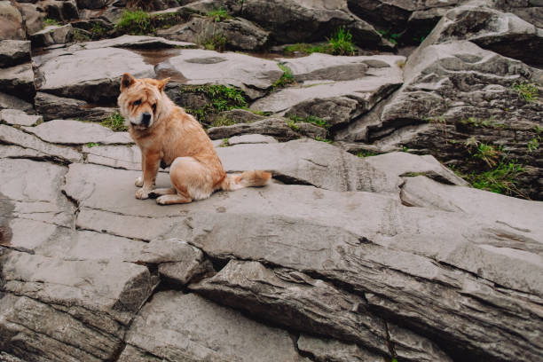 istock Abandoned dog sits sad on the rocks in the mountains. 1379515111