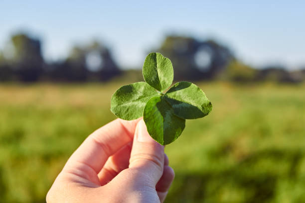 istock rare four-leaf clover for good luck 1379522558