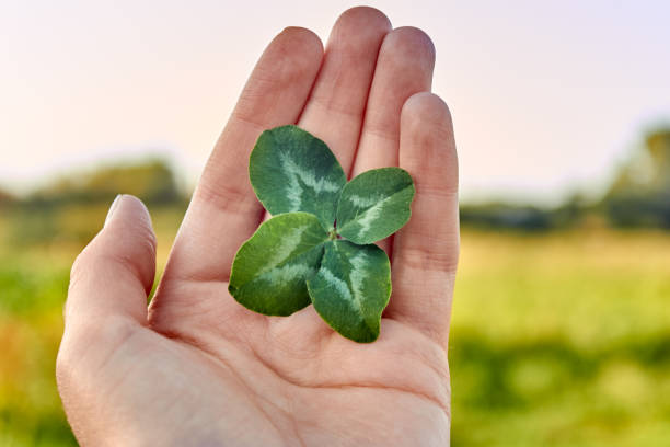 istock lucky four-leaf clover in palm 1379522561