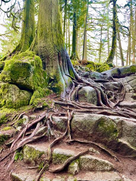 istock Ancient cedar tree with roots growing through stone steps in a lush green old growth forest 1379525701