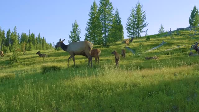 Yellowstone National Park, Montana, USA, July, 2021.  Aerial drone view of Mother Elk with calves crosses hillside meadow while elk herd grazes.