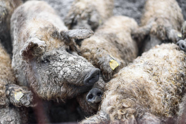 istock Mangalica pigs. 1379534655