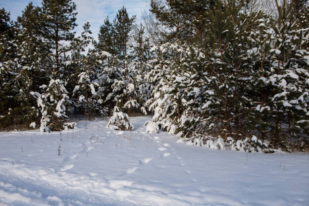 Snowy trees in the frosted forest scenery in winter. Seskines Ozas park, Vilnius, Lithuania