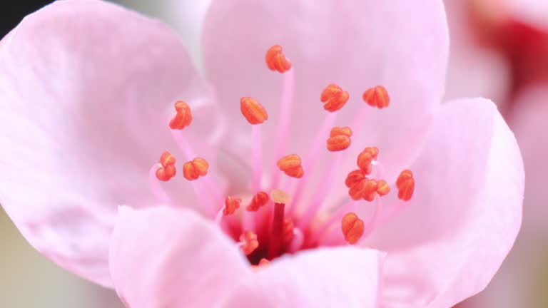 Pink cherry tree flower blooming - Sakura