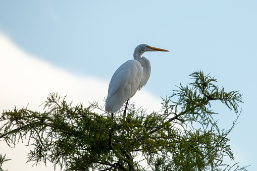 A Great Egret on a tree branch