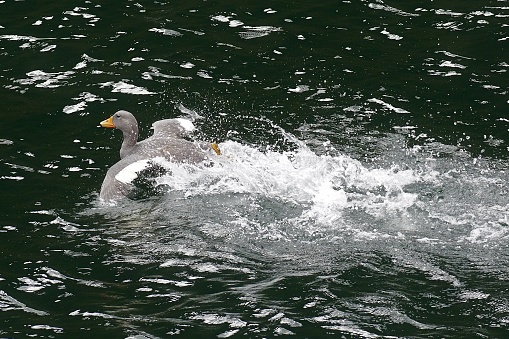 A Flightless Steamer Duck (Tachyeres pteneres) “steams”, by rotating its wings as well as paddling with its large feet, to escape an approaching fishing boat in the southern Chilean fjords.