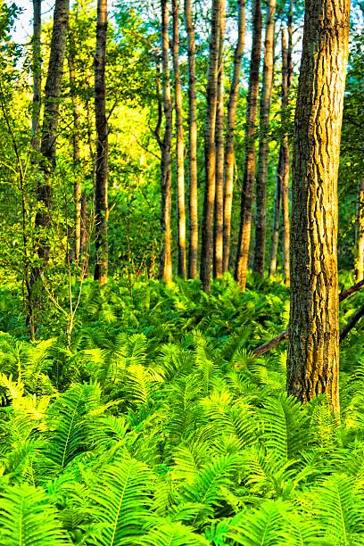 istock Natural Forest with Fern Plants 137955925
