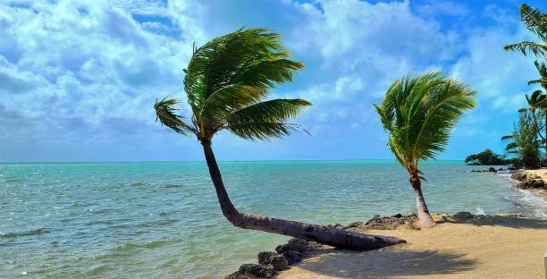 Palm Trees Swaying on a Tropical Beach with Aqua Waters stock photo