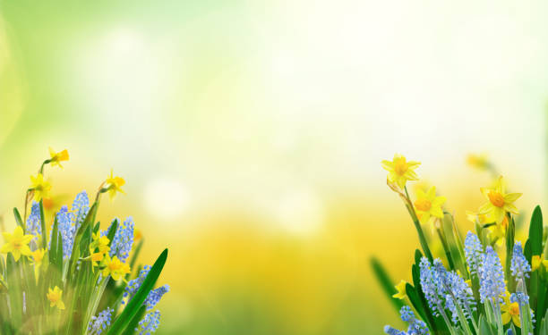 istock Yellow daffodil flowers 1379563240